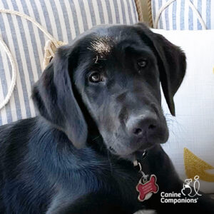 Dogtopia of Towson service dog Anchor