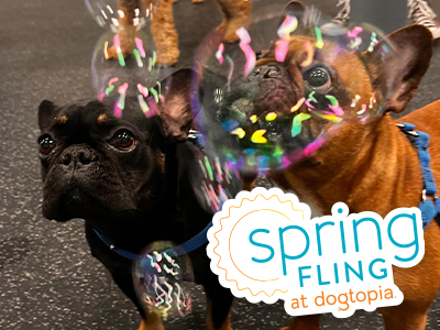 Dogtopia of Towson Spring Fling