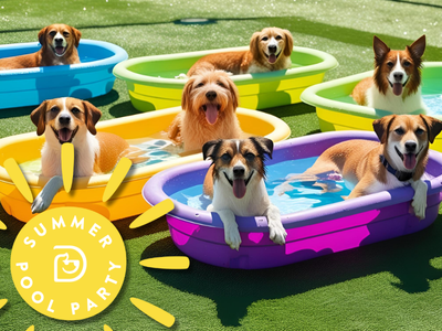 Dogtopia of Towson summer pool party