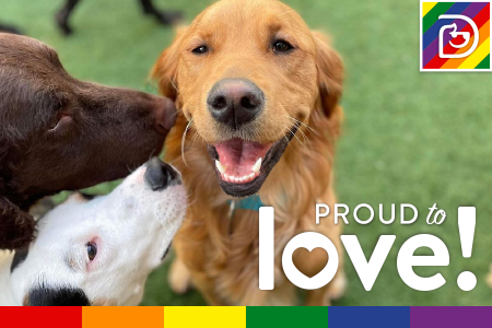 Dogtopia of Towson celebrates pride month