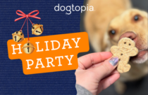 Dogtopia of Towson hosts christmas photo shoot for dog parents