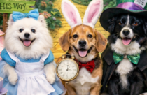 Dogtopia of Towson Wonder Whirl themed party