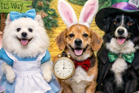 Dogtopia of Towson Wonder Whirl themed party