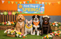 Dogtopia of Towson hosts spring fling event