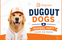 Dogtopia of towson hosts baseball themed event for daycare dogs