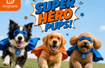 Dogtopia of Towson hosts super hero themed celebration for daycare and boarding dogs