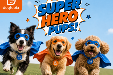 Dogtopia of Towson hosts super hero themed celebration for daycare and boarding dogs