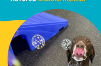 dog anxiously waiting for bubble to eat