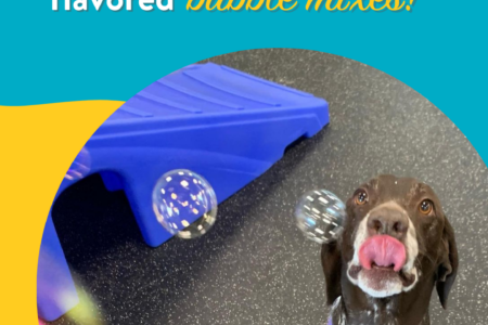 dog anxiously waiting for bubble to eat