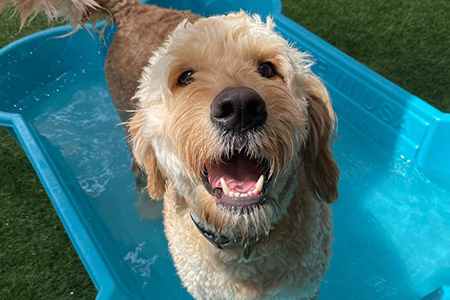 dog smiling in a pool