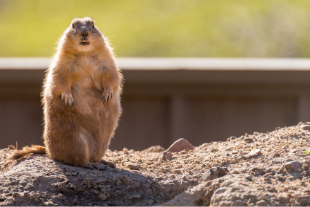 Groundhog Shadow Dance Party