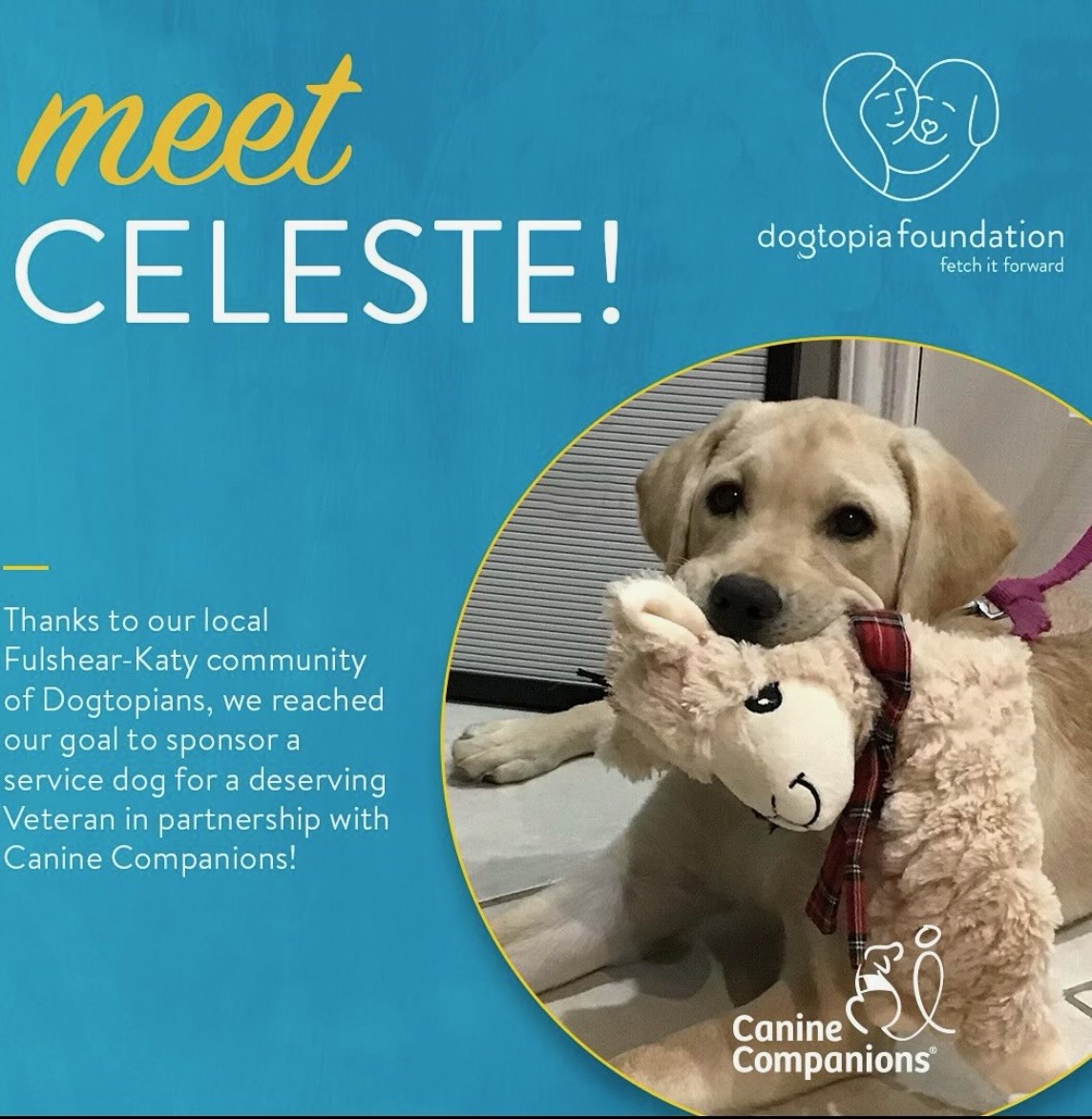 Very First Service Dog Celeste - Our First Service Dog - Fulshear-Katy