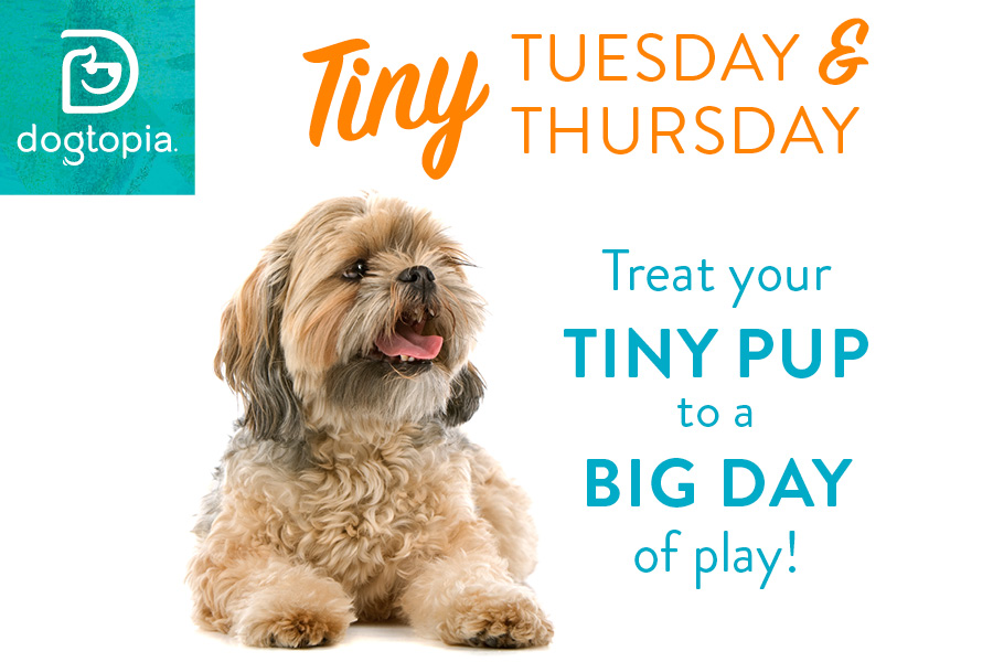 Tiny Tuesday and Thursday - North Attleboro