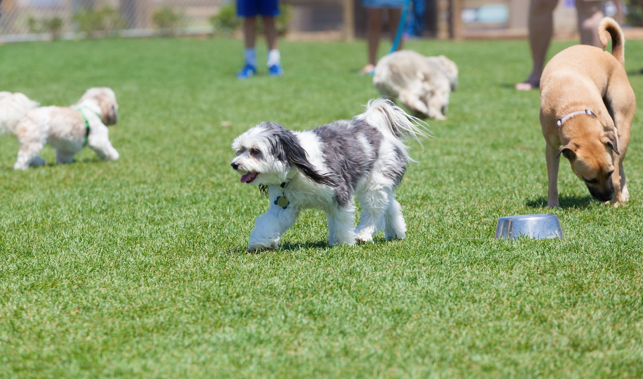 American Dogs Are Getting Healthier, Data Suggests