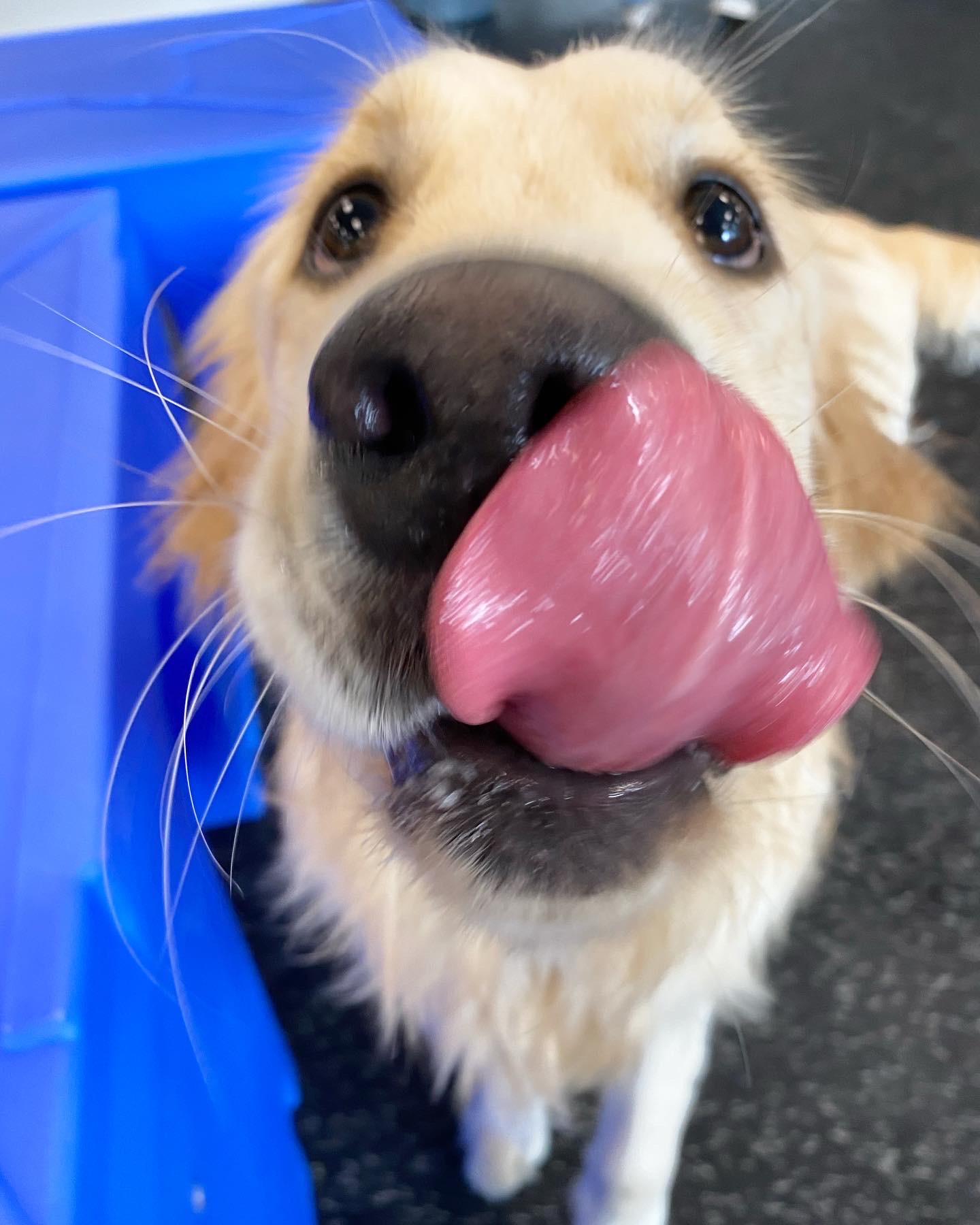 Frozen Yogurt Treat Day Huntsville Madison