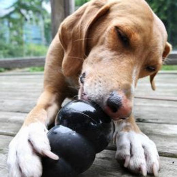 Peanut Butter Kongs for the Dogtopia Foundation - Huntsville - Madison