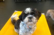 Black and white shih tzu sitting on a yellow dog bed