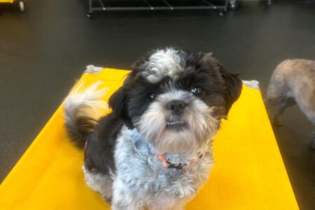 Black and white shih tzu sitting on a yellow dog bed