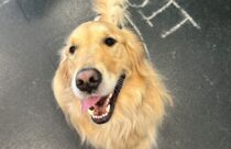 Golden retriever dog with mouth open and tongue out sitting.