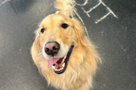 Golden retriever dog with mouth open and tongue out sitting.