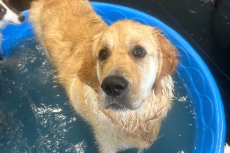 A labrador retriever in a pool at Dogtopia of Summerville