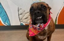 Boxer dog celebrating her birthday