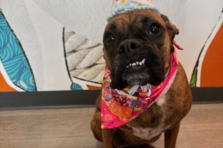 Boxer dog celebrating her birthday