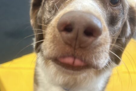 Australian Shepherd dog looking at camera