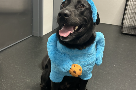A black lab at Dogtopia daycare in Summerville, SC, dressed up as Cookie Monster for Halloween