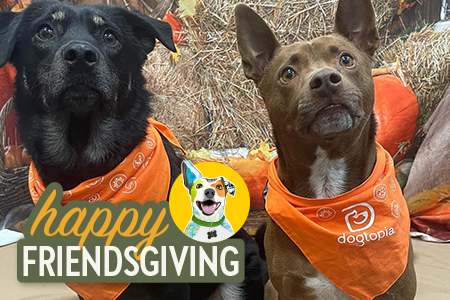 Friendsgiving Pet Parent Appreciation event at Dogtopia of Summerville