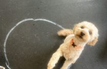 Bentley the GoldenDoodle at Dogtopia Daycare in Summerville sitting inside a circle drawn with chalk