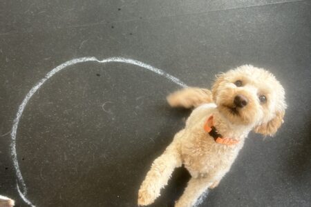 Bentley the GoldenDoodle at Dogtopia Daycare in Summerville sitting inside a circle drawn with chalk