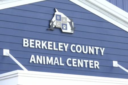 Dog adoptions at Dogtopia of Summerville from Berkeley Animal Center