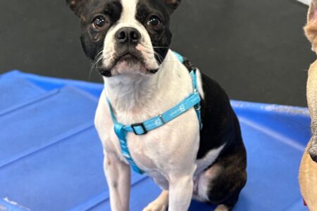 A Boston Terrier in dog daycare at Dogtopia of Summerville, SC.