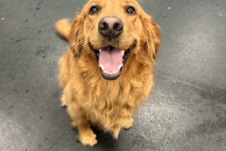 Golden retriever at Dogtopia of Summerville daycare