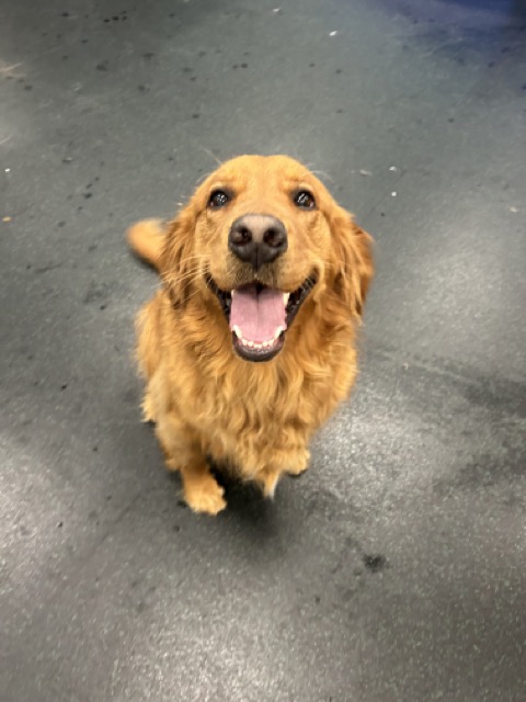 National Golden Retriever Day Summerville
