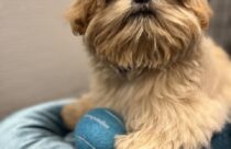 A shih tzu puppy in daycare at Dogtopia in Summerville, South Carolina