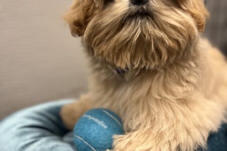 A shih tzu puppy in daycare at Dogtopia in Summerville, South Carolina