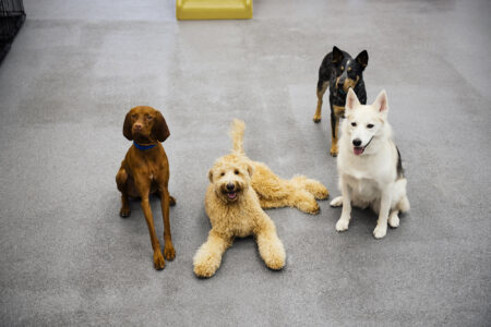 Dogs sit and lay down in a group dog training class at Dogtopia of Summerville, South Carolina