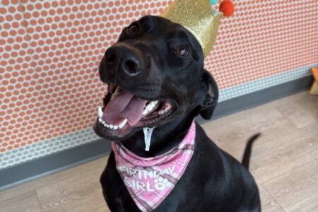 A black dog wearing a birthday hat and bandana celebrating her birthday at Dogtopia in Summerville, South Carolina