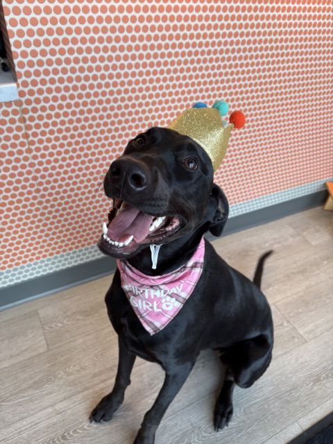 A black dog wearing a birthday hat and bandana celebrating her birthday at Dogtopia in Summerville, South Carolina