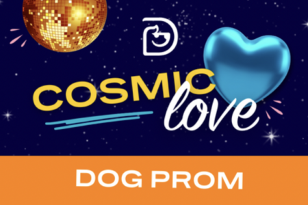 Dogtopia Dog Prom in Summerville, SC