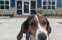 Katie the hound dog is a rescue from Berkeley Animal Center in Moncks Corner, South Carolina