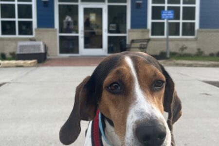Katie the hound dog is a rescue from Berkeley Animal Center in Moncks Corner, South Carolina