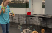 A Dogtopia of Summerville Canine Coach creates a bubble party for dogs