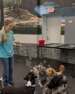 A Dogtopia of Summerville Canine Coach creates a bubble party for dogs