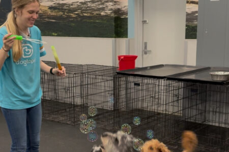 A Dogtopia of Summerville Canine Coach creates a bubble party for dogs