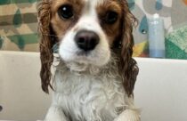 A cavalier king charles spaniel at Dogtopia of Summerville