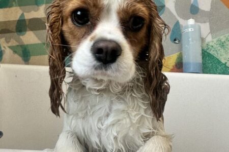 A cavalier king charles spaniel at Dogtopia of Summerville