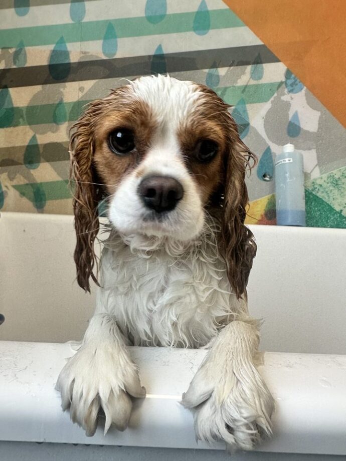 A cavalier king charles spaniel at Dogtopia of Summerville